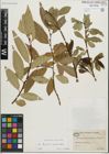 Foto von Salix fragilis L. x Salix pentandra L.